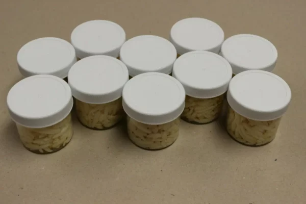 Processed Waxworms: 10 2oz. cups